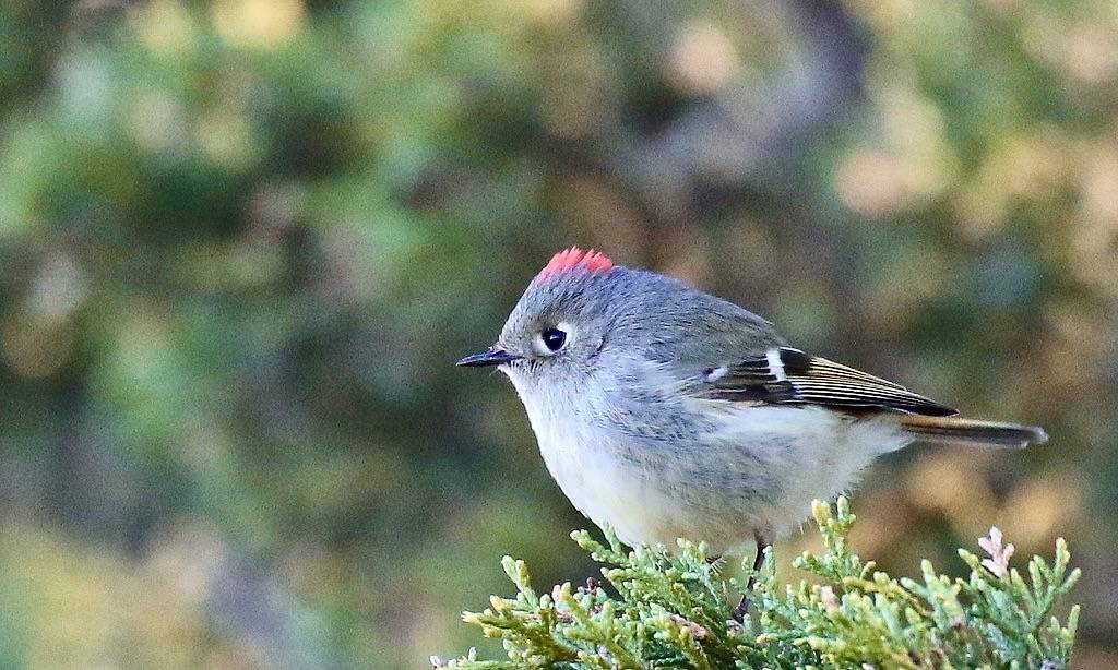 Ruby-crowned Kinglet by IsaacCSanchez is licensed under CC BY 2.0.